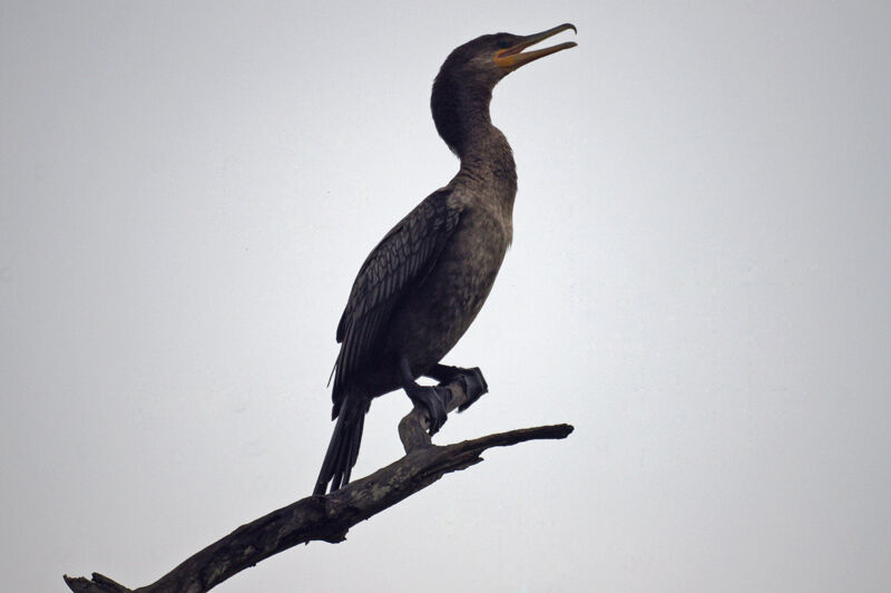 Neotropic Cormorant