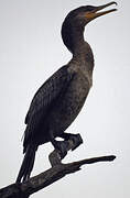 Neotropic Cormorant