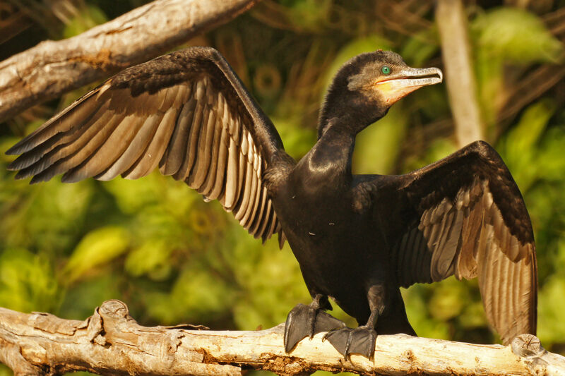 Cormoran vigua