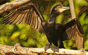 Neotropic Cormorant