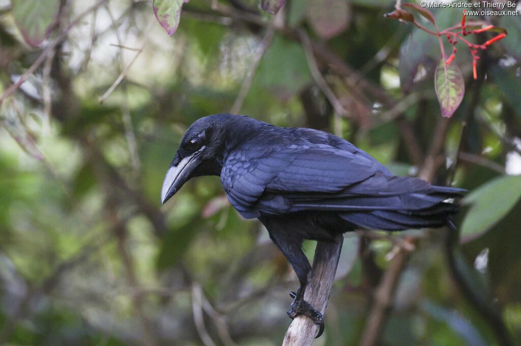 Cuban Crow