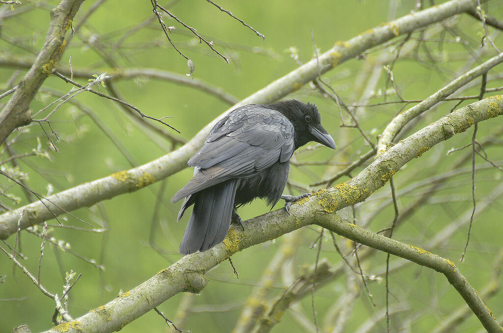 Carrion Crow