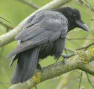 Carrion Crow