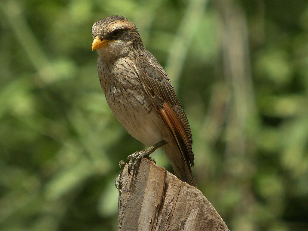 Yellow-billed Shrike