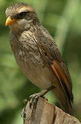 Yellow-billed Shrike