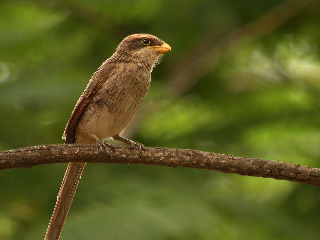 Yellow-billed Shrike