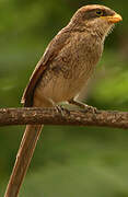 Yellow-billed Shrike