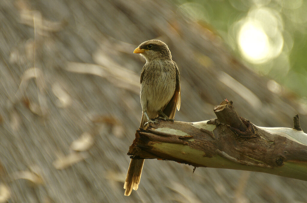 Yellow-billed Shrike