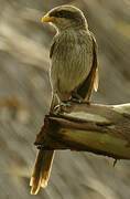 Yellow-billed Shrike