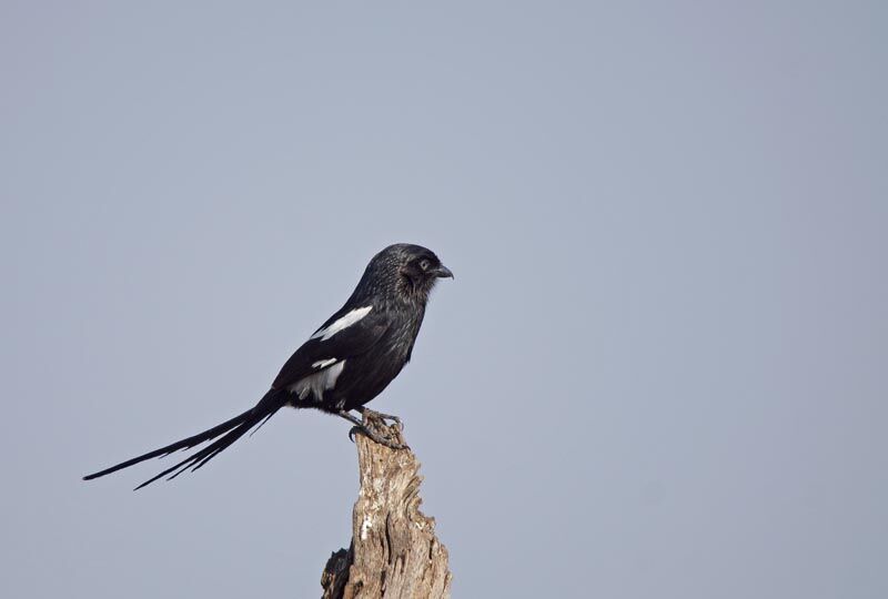 Corvinelle noir et blanc