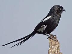 Magpie Shrike