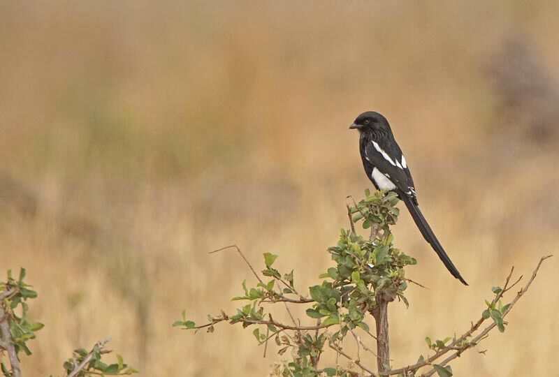 Corvinelle noir et blanc