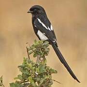 Magpie Shrike