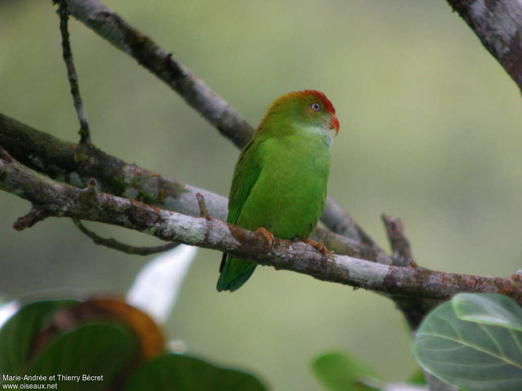 Sri Lanka Hanging Parrotadult