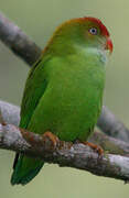 Sri Lanka Hanging Parrot