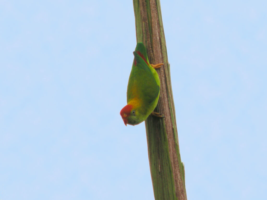 Sri Lanka Hanging Parrot