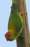 Sri Lanka Hanging Parrot