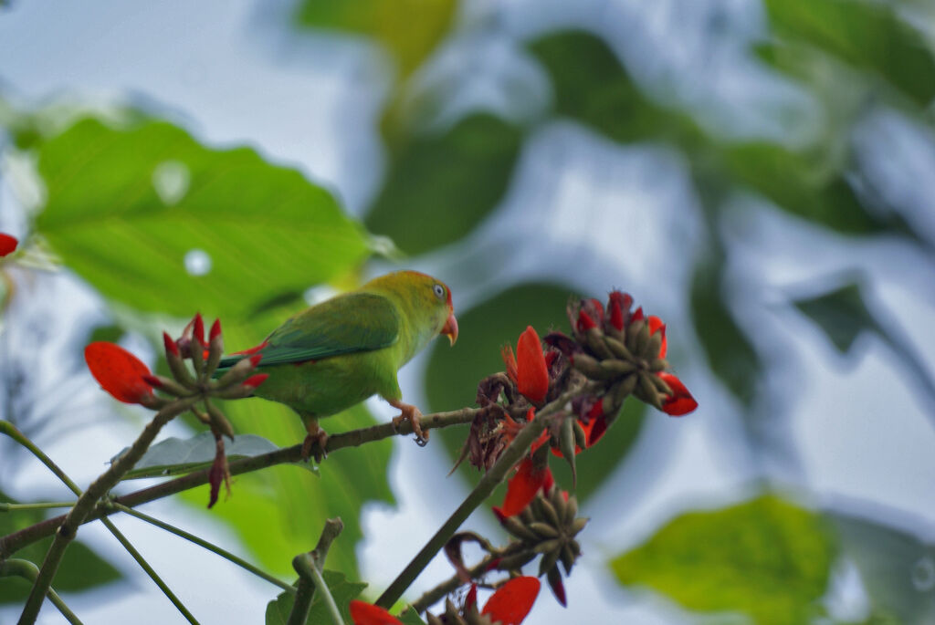 Sri Lanka Hanging Parrot