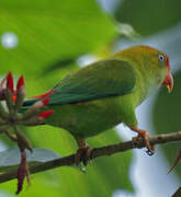 Sri Lanka Hanging Parrot