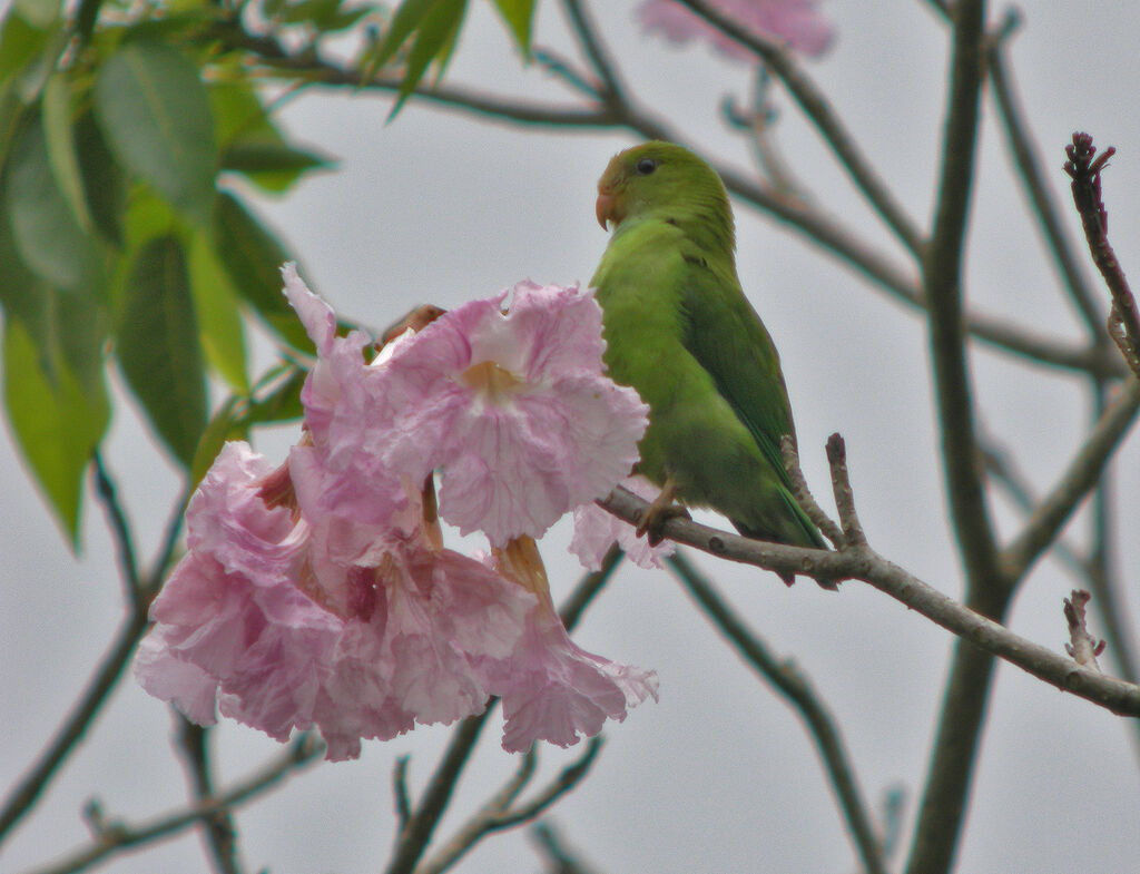 Sri Lanka Hanging Parrot