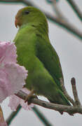 Sri Lanka Hanging Parrot