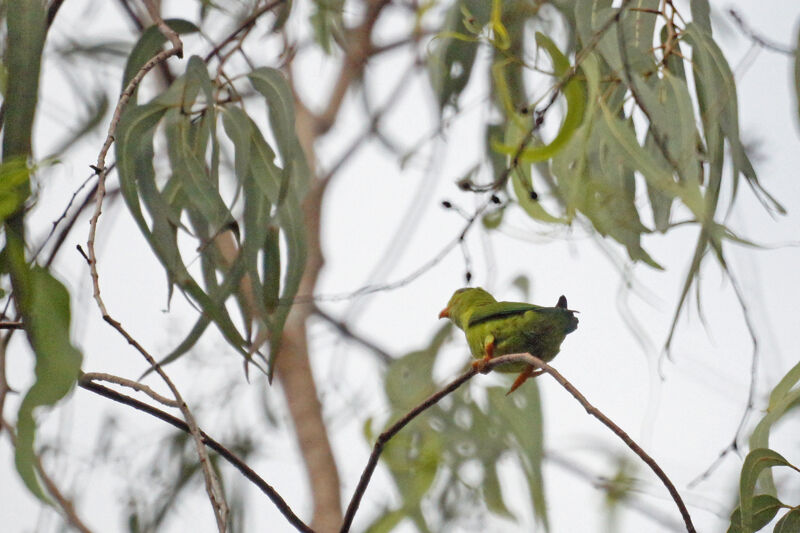 Vernal Hanging Parrot