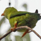 Coryllis vernal