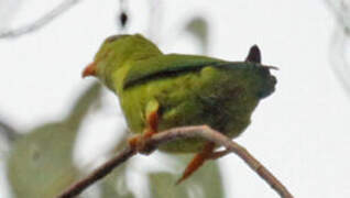 Vernal Hanging Parrot