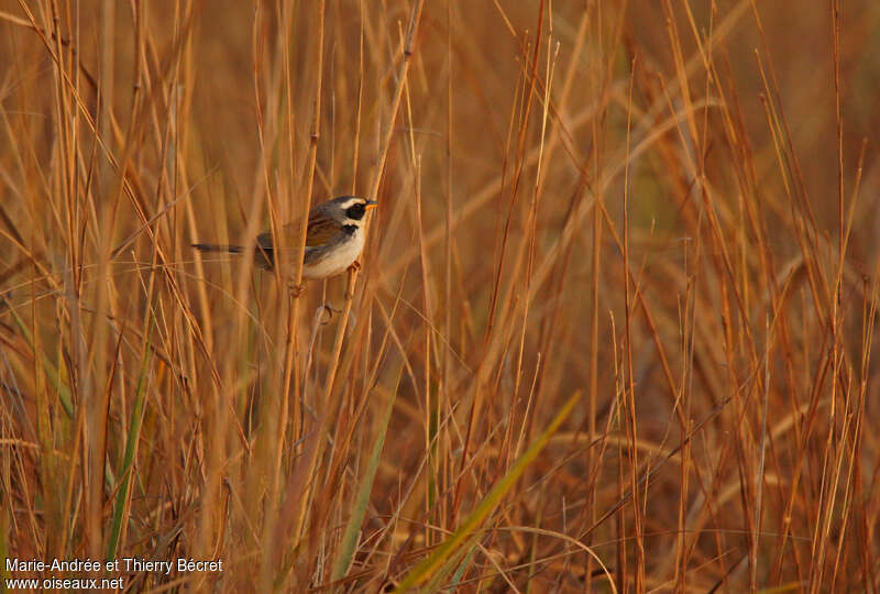 Black-masked Finchadult