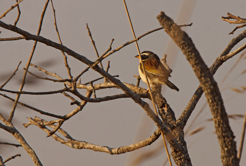 Black-masked Finch