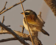 Black-masked Finch