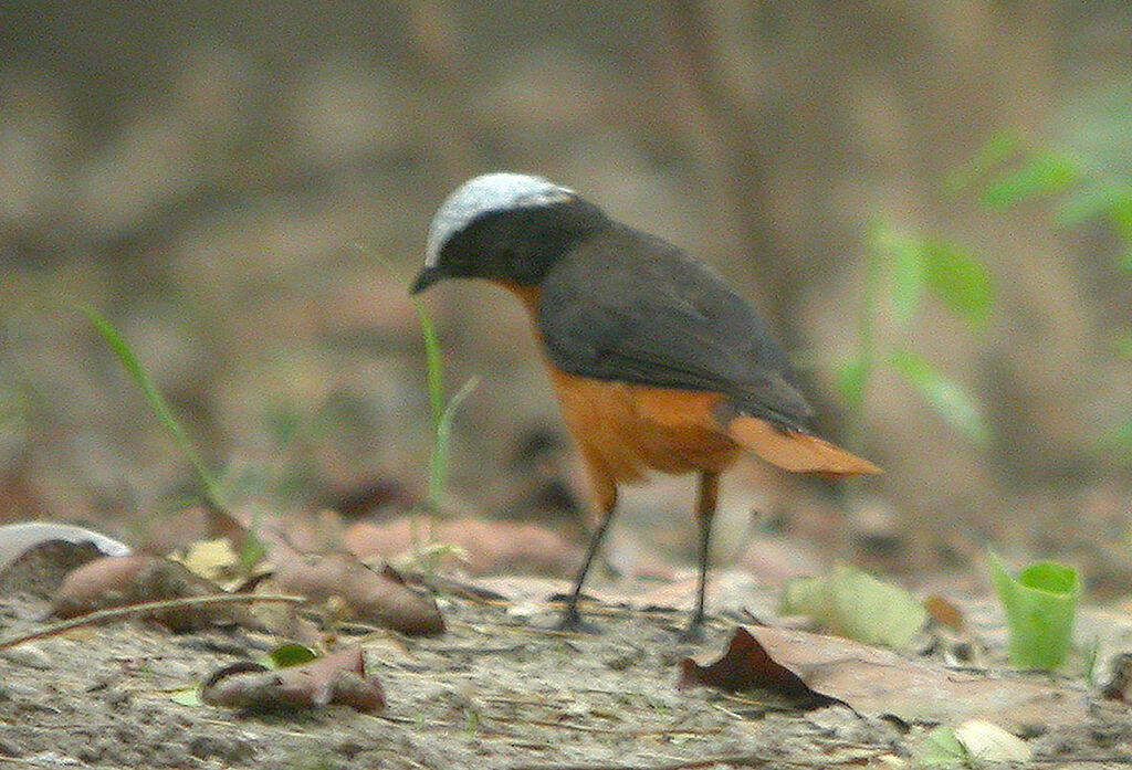 White-crowned Robin-Chat