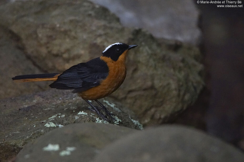 Snowy-crowned Robin-Chat