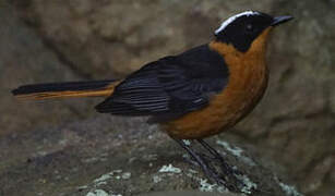 Snowy-crowned Robin-Chat