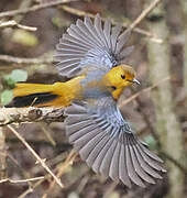 Red-capped Robin-Chat