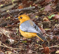 Red-capped Robin-Chat