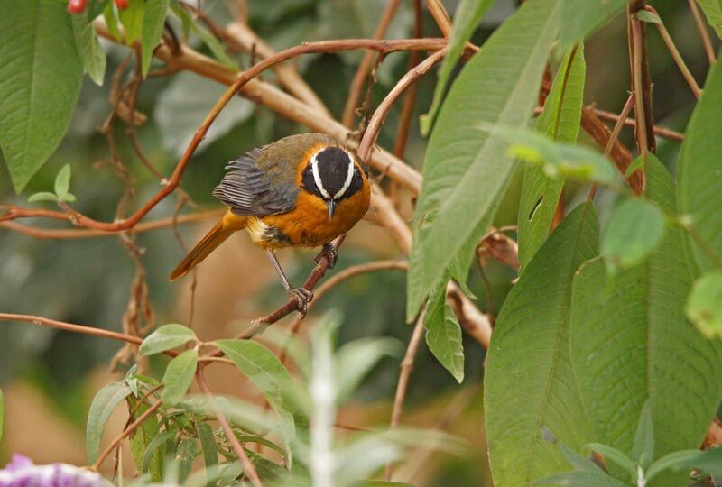 White-browed Robin-Chat