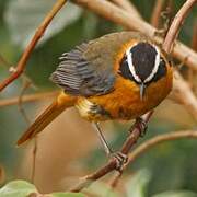 White-browed Robin-Chat