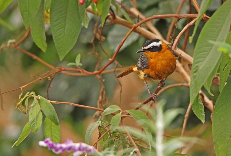 White-browed Robin-Chat