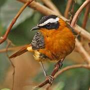 White-browed Robin-Chat