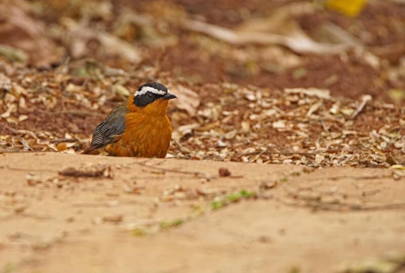 White-browed Robin-Chat