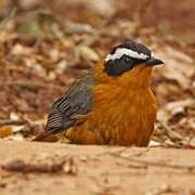 White-browed Robin-Chat