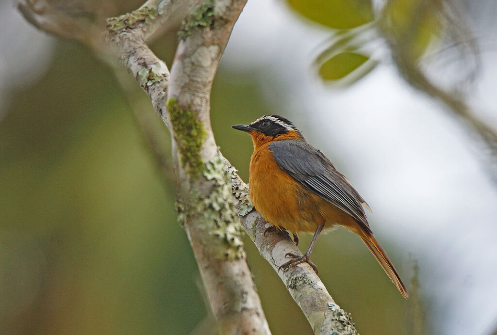 White-browed Robin-Chat