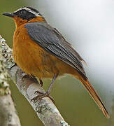 White-browed Robin-Chat