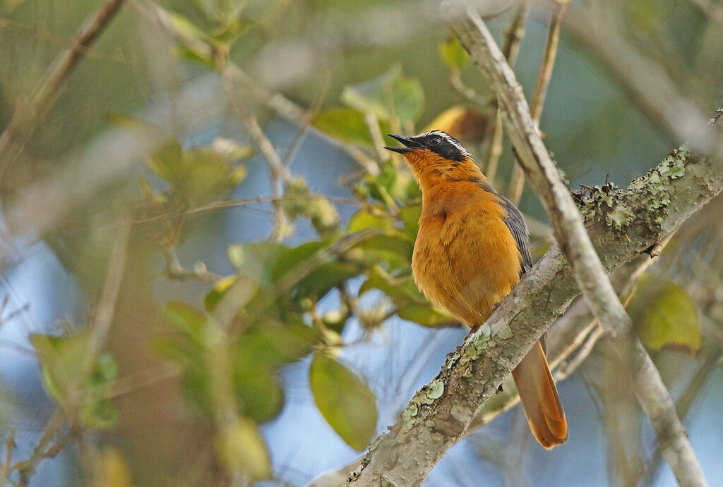 White-browed Robin-Chat