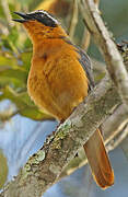 White-browed Robin-Chat