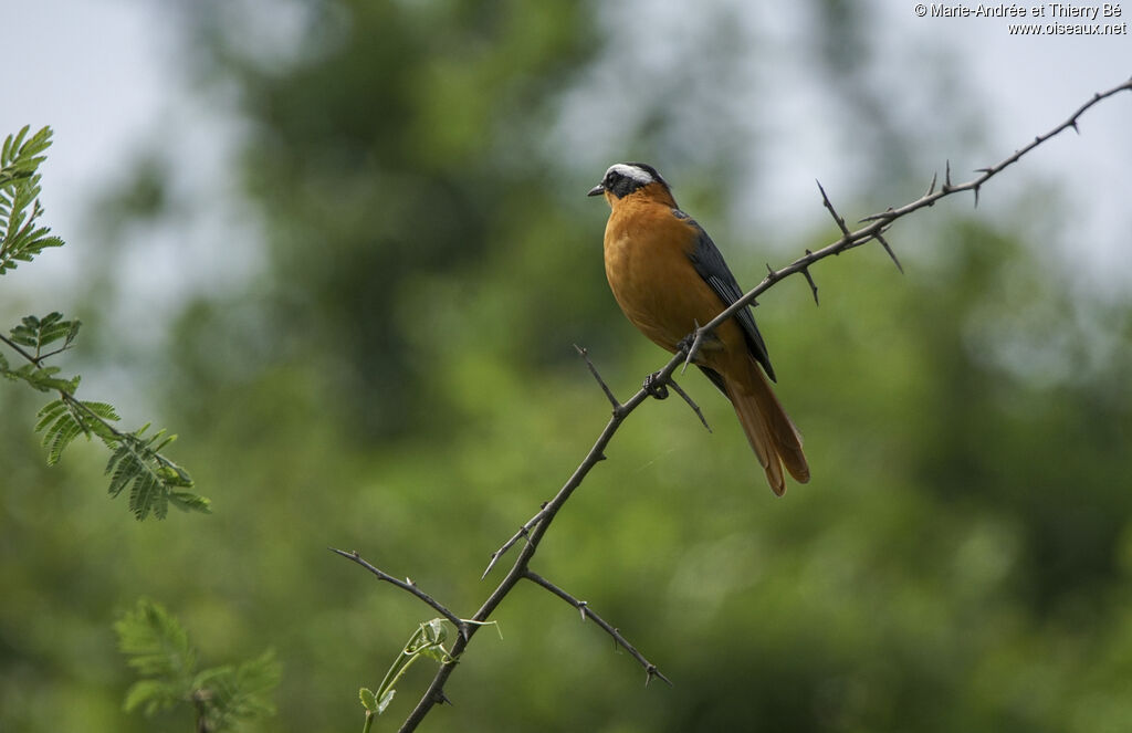 White-browed Robin-Chat