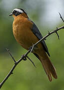 White-browed Robin-Chat