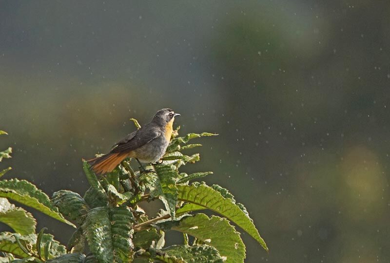 Cape Robin-Chat