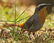 Cape Robin-Chat